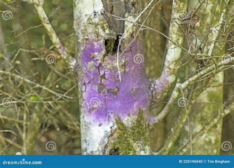 不用常澆水的果樹 紫色油漆